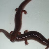 Northern red salamanders