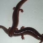 Northern red salamanders