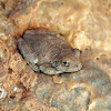 Canyon tree frog