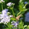 Common Buckeye Butteflies