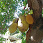 Jackfruit