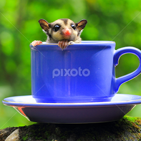In the cup by Sugeng Sutanto - Animals Other Mammals