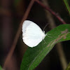 Pieridae Butterfly - Mariposa