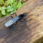 Tarantula Hawk