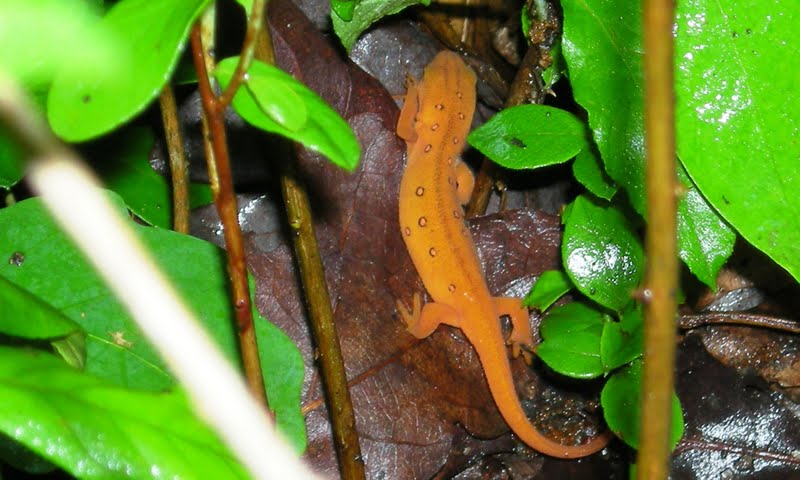 Red-spotted Newt (Eastern Newt)