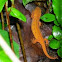 Red-spotted Newt (Eastern Newt)