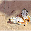 Common Map Butterfly 