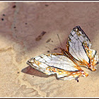 Common Map Butterfly 