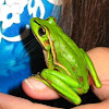 The Green and Golden Bell Frog