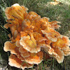 Chicken of The Woods