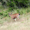 White-Tailed Deer