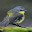 Birds from the British Isles Download on Windows
