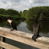 Double-crested Cormorant