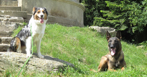 Hundeschule Trainingszentrum