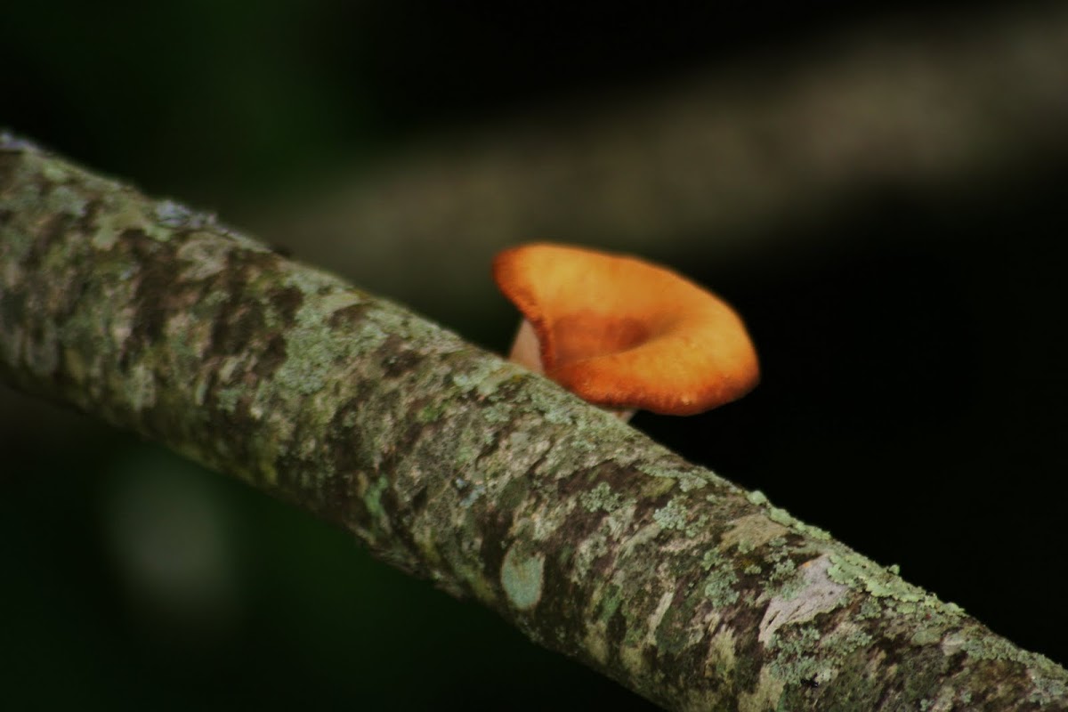 Jack - O'Lantern Fungus 