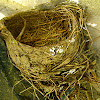 Empty Bird's nest