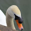 Mute Swan