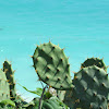 Paddle cactus