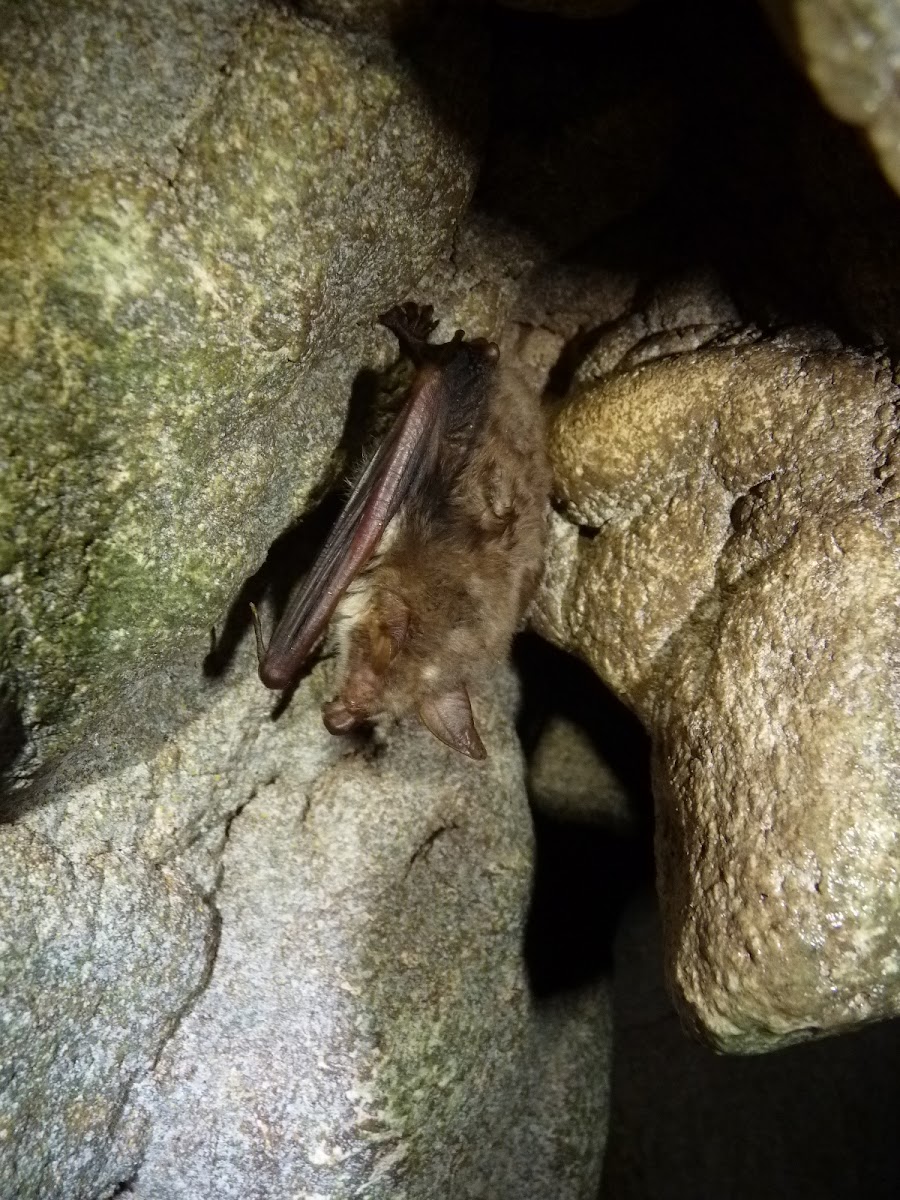 Morcego-rato-pequeno
