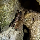 Morcego-rato-pequeno