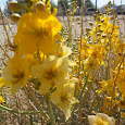 California Mojave Flora & Fauna