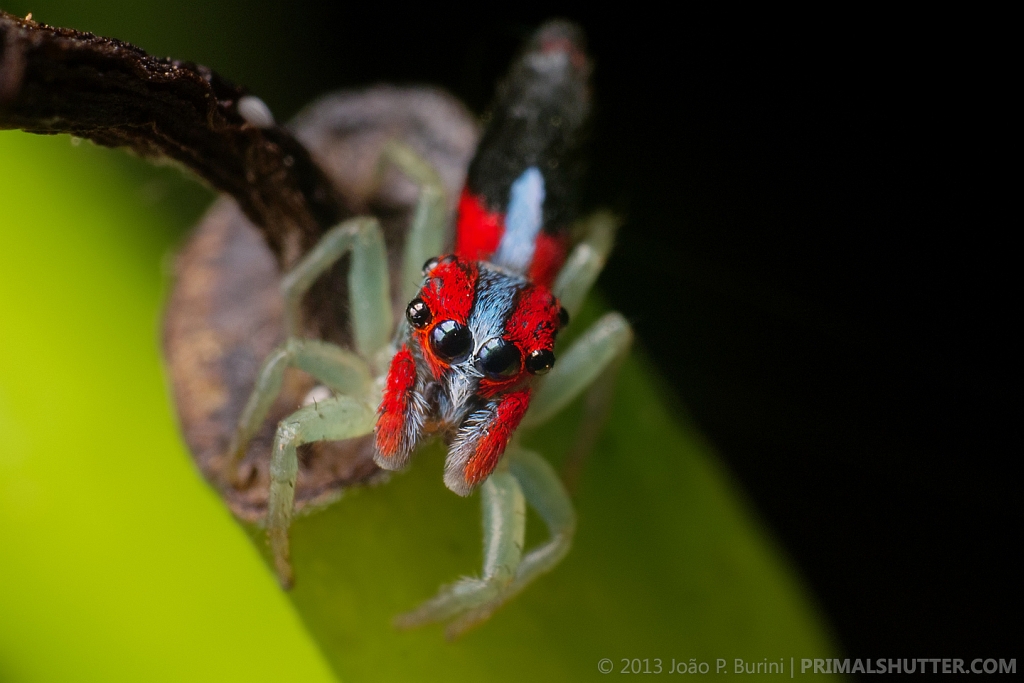 Neon jumping spider