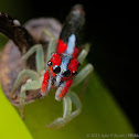 Neon jumping spider