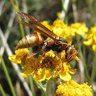 Paper wasp (female)
