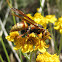 Paper wasp (female)