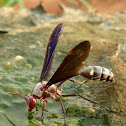 Belonogaster wasp