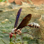 Belonogaster wasp
