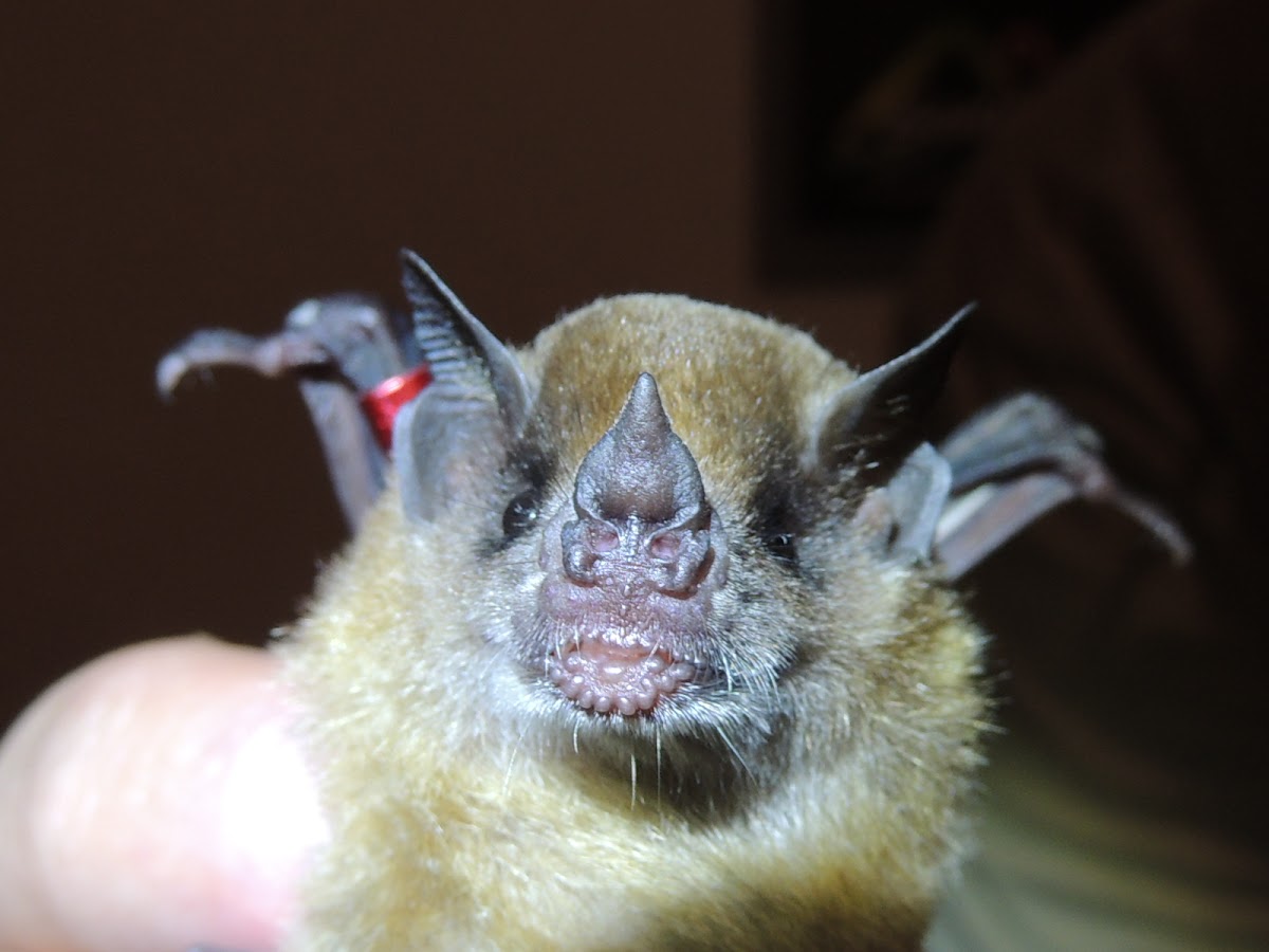 Little Yellow-Shouldered Bat
