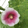 Hollyhocks