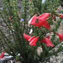 Scarlet Mint-bush