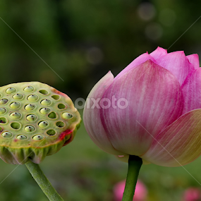 Nelumbo nucifera by Nikola Vlahov - Flowers Flower Gardens