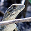 Spiny-tailed Iguana - young