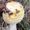 Fly Agaric (yellow form)