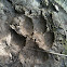 Canine Track