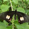 Variable Cattleheart Butterfly