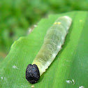Grass Demon Caterpillar