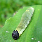 Grass Demon Caterpillar