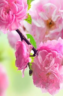Lastest Flowers and Roses Tile Puzzle APK