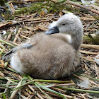Baby mute swan