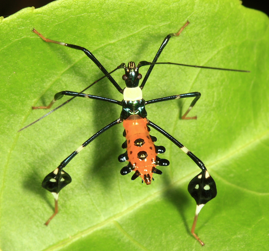 Leaf-footed Bug