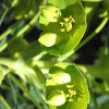 Euphorbia