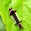 Tiger Moth Caterpillar