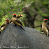 Red-billed Oxpecker