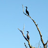 Double Crested Cormorants