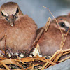 ruddy Quail-dove