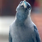 Ceylon Crow
